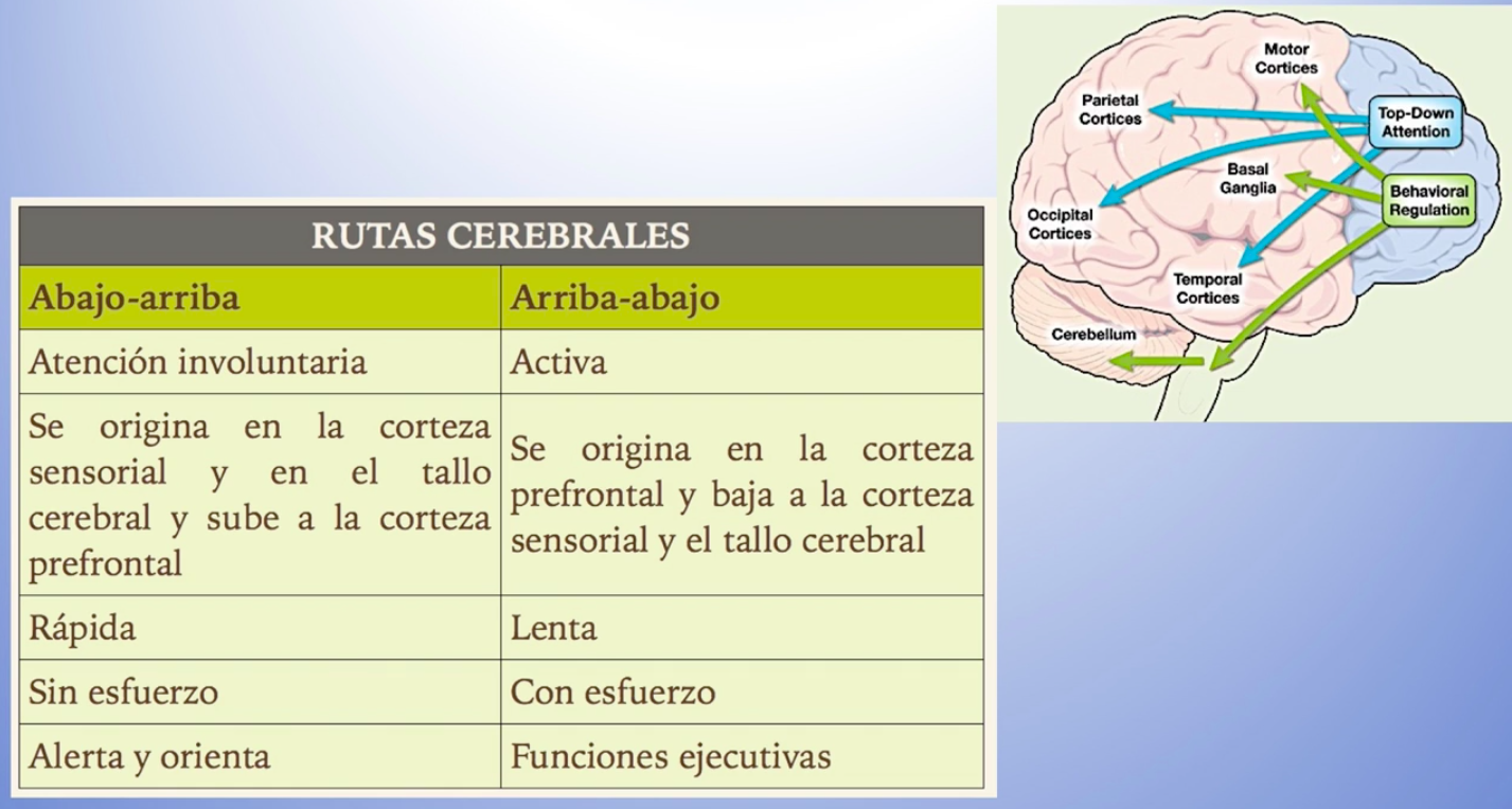 Imágen de rutas cerebrales